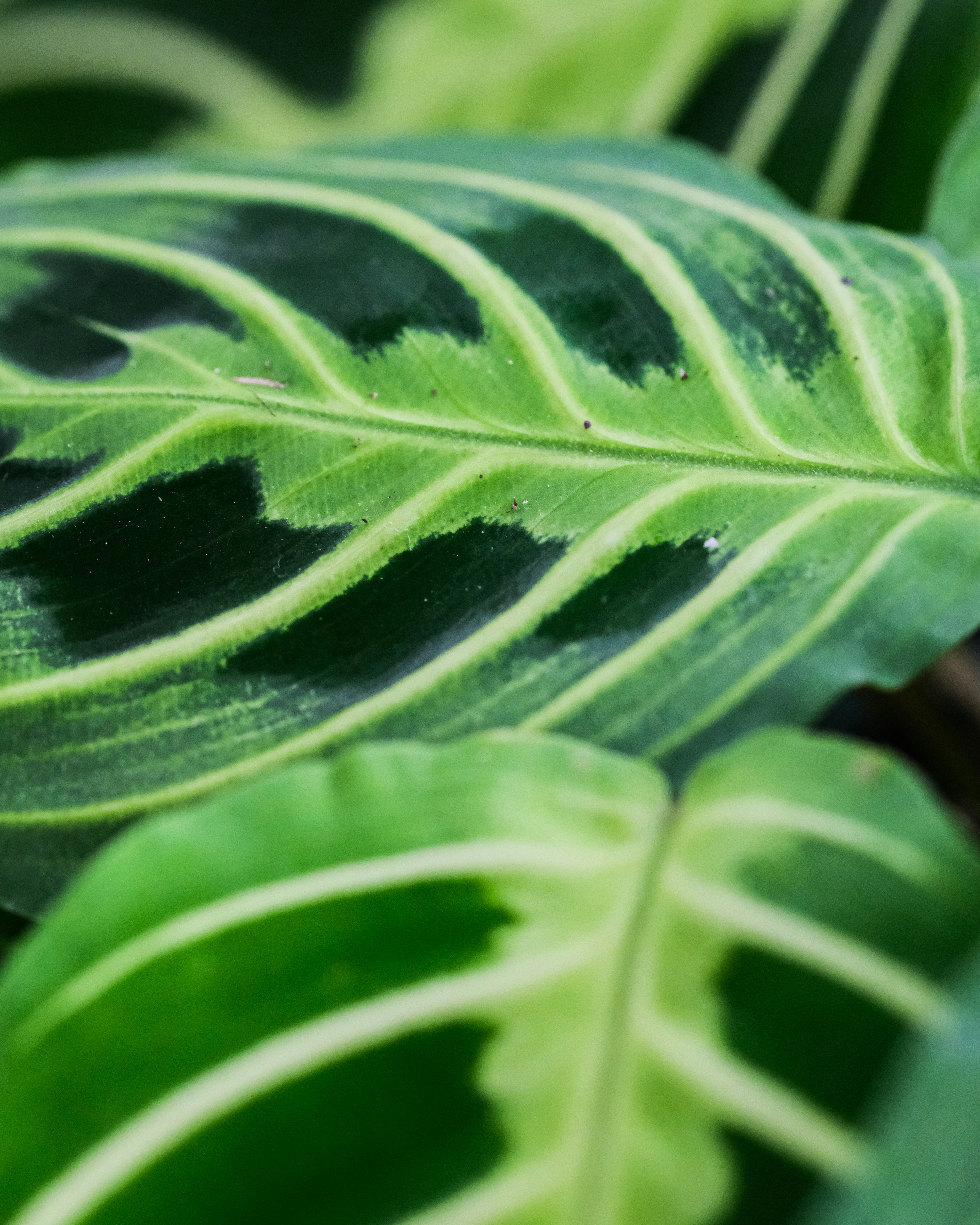 green leaf in macro lens